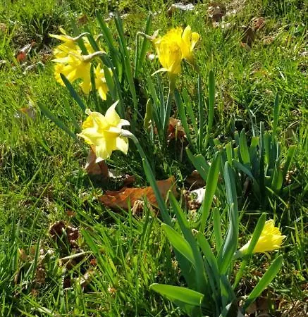 Alpehytte Le Bayamont 3* Gérardmer