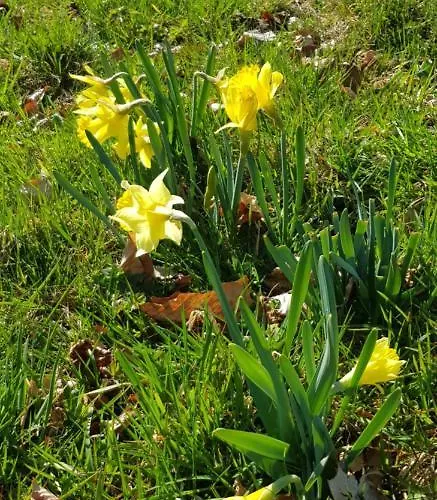 Horská chata Le Bayamont 3* Gérardmer